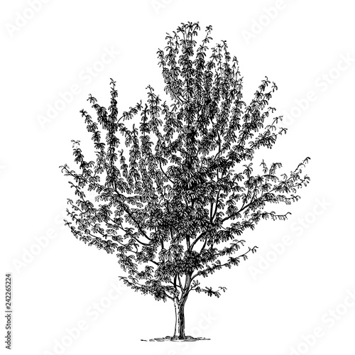 Cherry Tree Illustrations