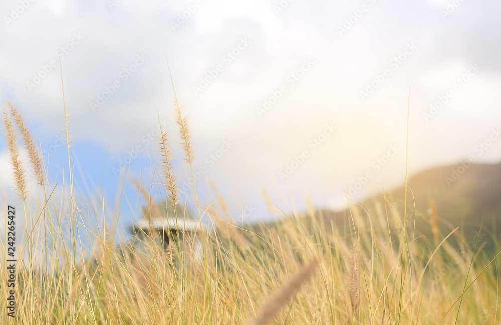 Fototapeta premium Nature wild grass flower. Golden sunset in nature. Shallow depth of field.