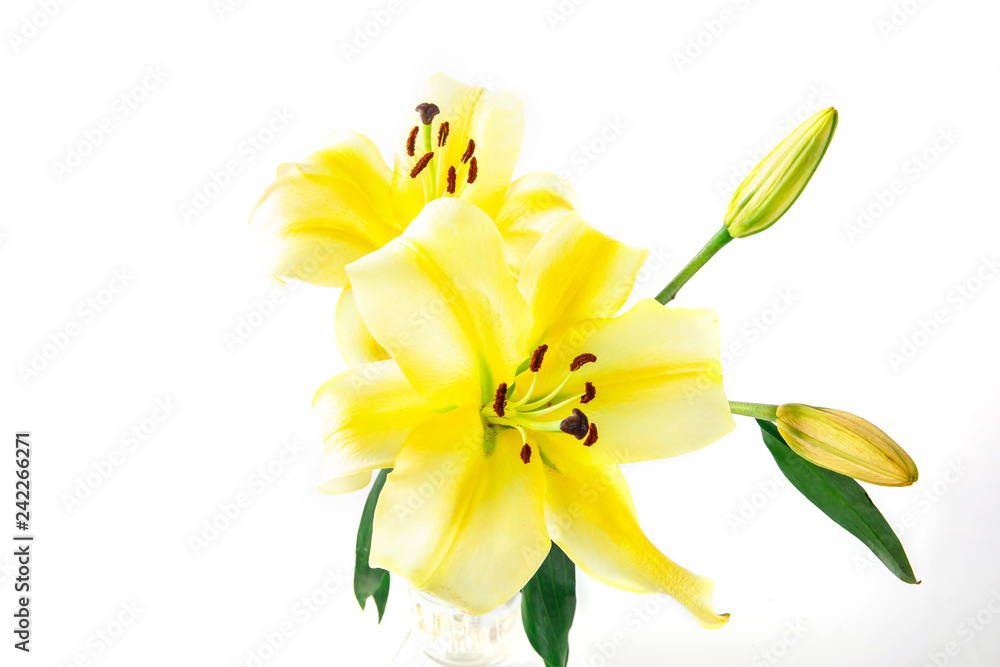 Obraz premium Lily