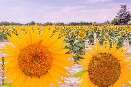 Fototapeta Naklejka Na Ścianę i Meble -  champ de tournesol