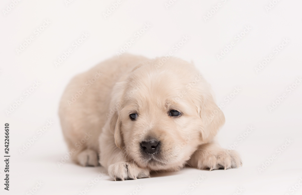 Golden Retriever dog on a white background Golden Retriever dog on a white background