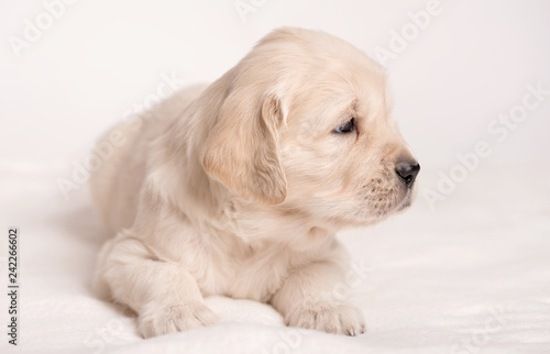 Golden Retriever dog on a white background © SasaStock