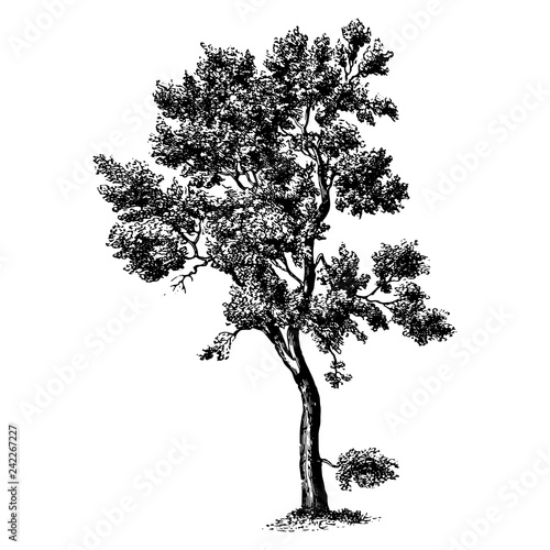 Cork Oak Tree Illustrations