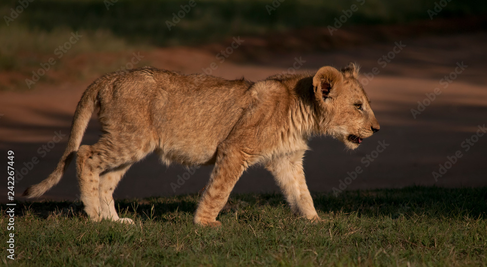 Obraz premium Lion Cup