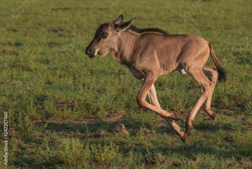 Young Wildebeest