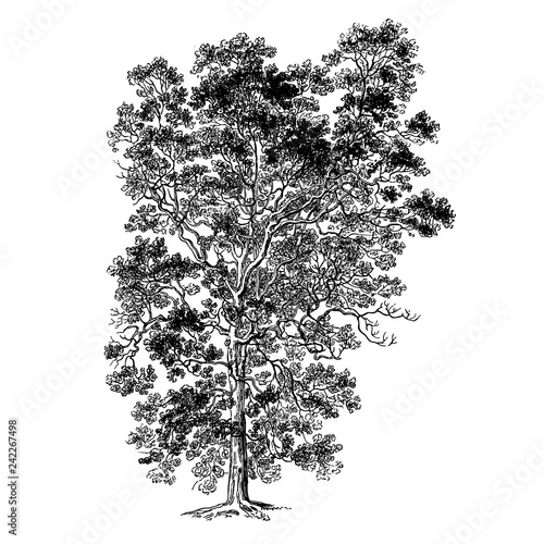 Elm Tree Illustrations