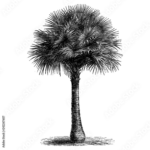 Fan Palm Tree Illustrations