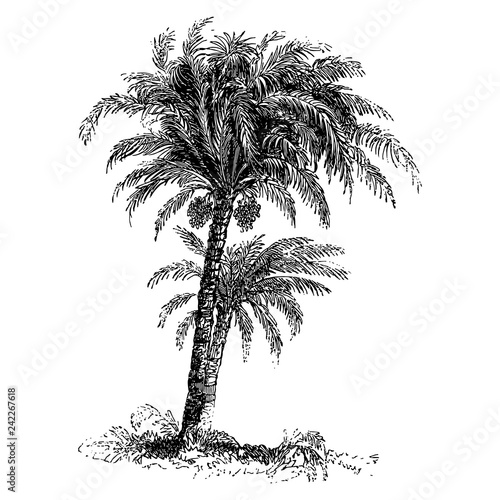Date Palm Tree Illustrations