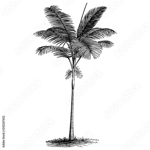 Palm Tree Illustrations