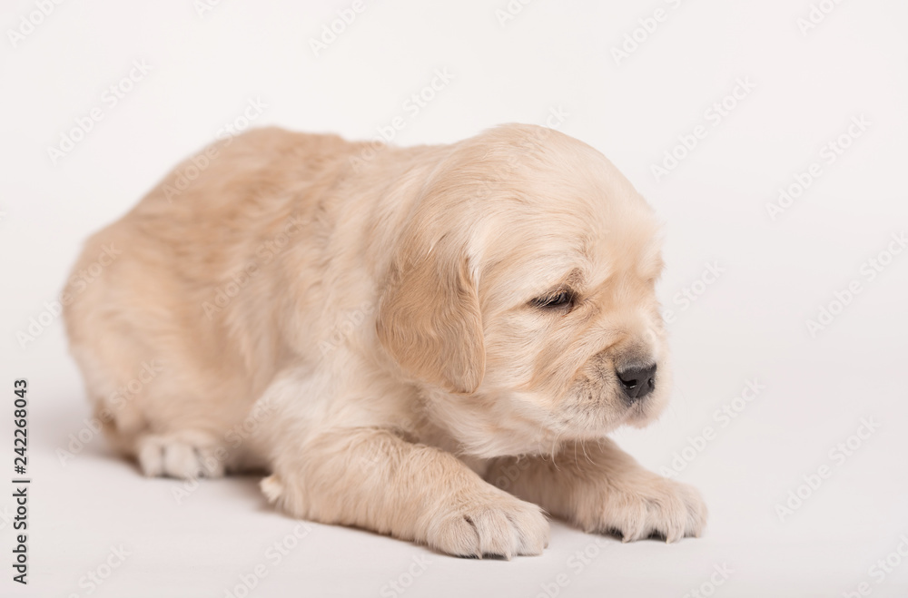 Golden Retriever dog on a white background Golden Retriever dog on a white background