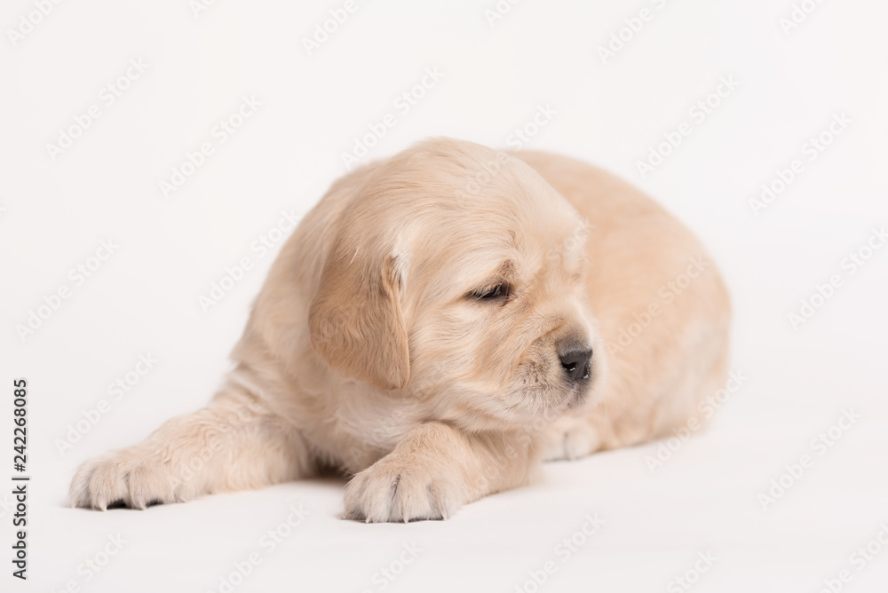 Golden Retriever dog on a white background