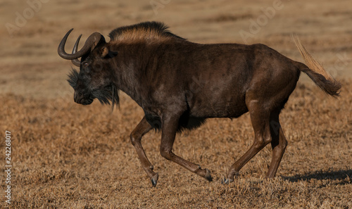 Wildebeest