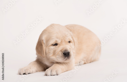 Golden Retriever dog on a white background
