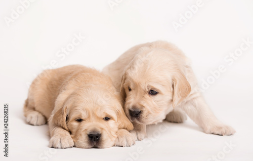 Golden Retriever dog on a white background