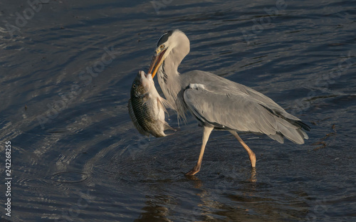 Grey heron