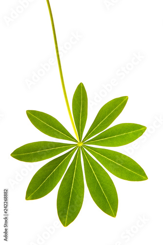 Lupine leaf with stem isolated on a white background © Elles Rijsdijk