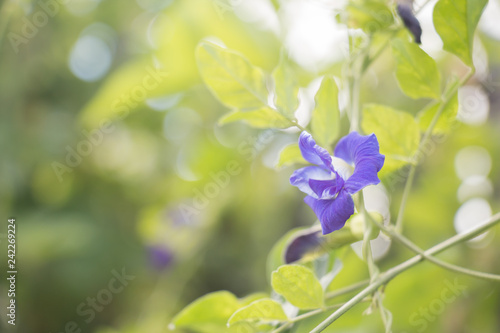 Purple pea flowers, blurred background