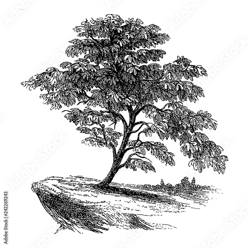 Fig Tree Illustrations
