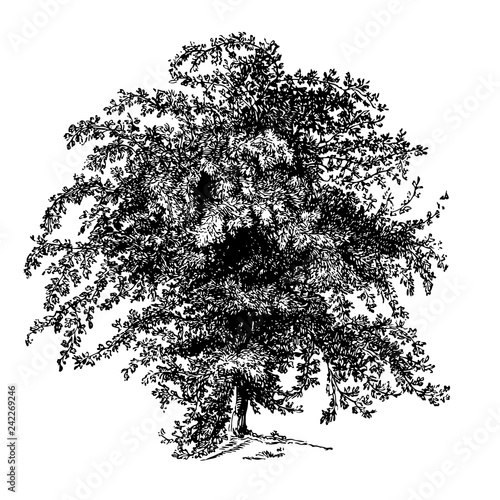 Hawthorn Tree Illustrations