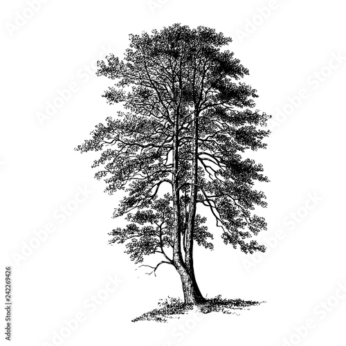 Holly Tree Illustrations