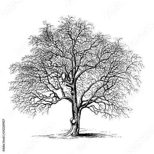 Hawthorn Tree Illustrations