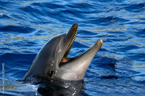 Happy dolphin at the aquarium