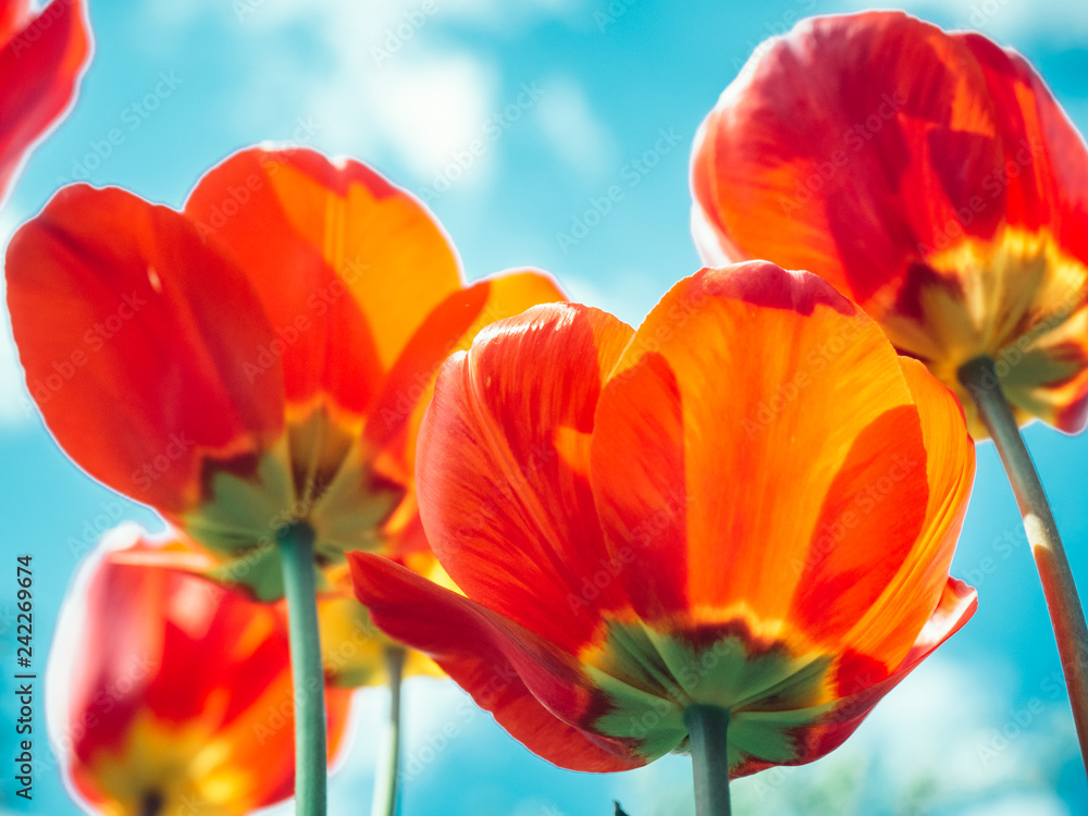 Bright, colorful tulips on the background of Sunny, spring sky and white clouds. Bottom view, close-up Bright, colorful tulips on the background of Sunny, spring sky and white clouds. Bottom view, close-up