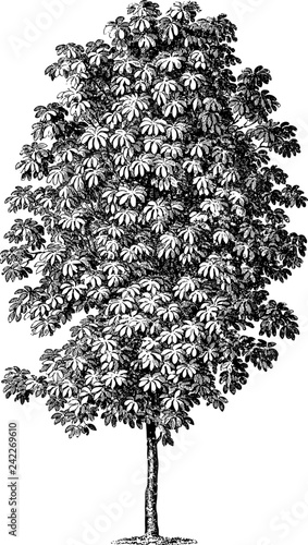 Horse Chestnut Tree Isolated on White Background