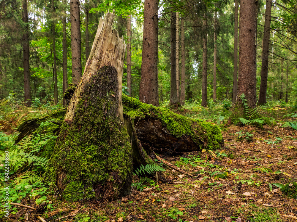 Broken tree in front of the wild forest. Summer season. Wild nature Broken tree in front of the wild forest. Summer season. Wild nature