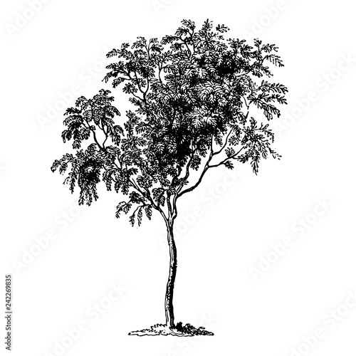 Mountain Ash Tree Illustrations