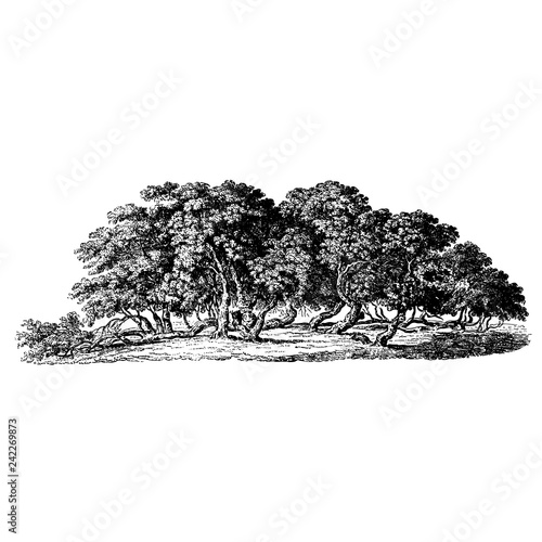 Obraz na plátně Mulberry Tree Illustrations