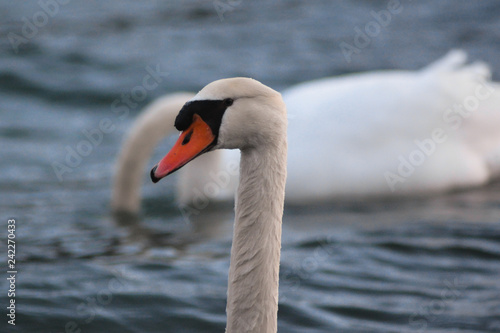 Cigno reale  Cygnus olor  ritratto coppia