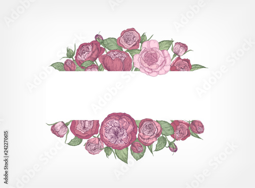 Horizontal banner decorated with blooming garden English roses