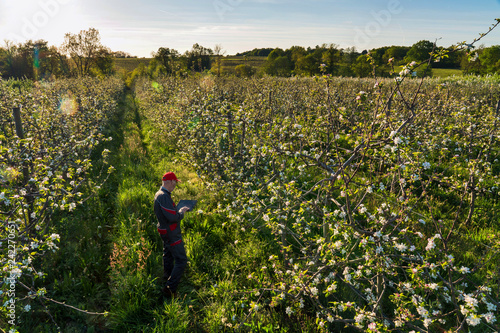 Using a digital tablet, an apple grower checks his apple trees