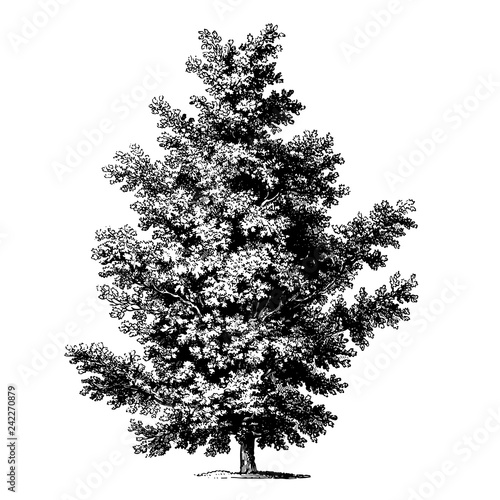 Oak Tree Illustrations
