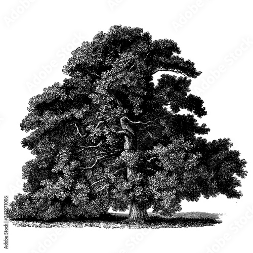 Sessile Oak Tree Illustrations