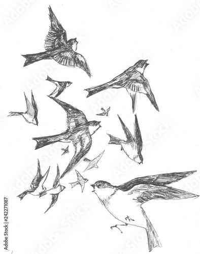sketch of birds
