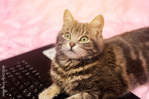Beautiful gray tabby cat is lying with a laptop. Funny pet. Pink background. Selective focus. Focus on the nose © Andrii Yalanskyi