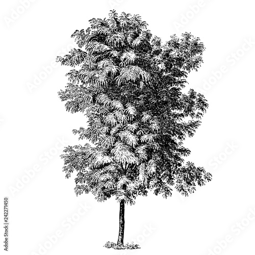 Robinia Pseudoacacia Tree Illustrations