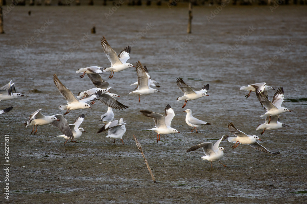 Seagulls at bangpu recreation center samut prakan thailand Seagulls at bangpu recreation center samut prakan thailand