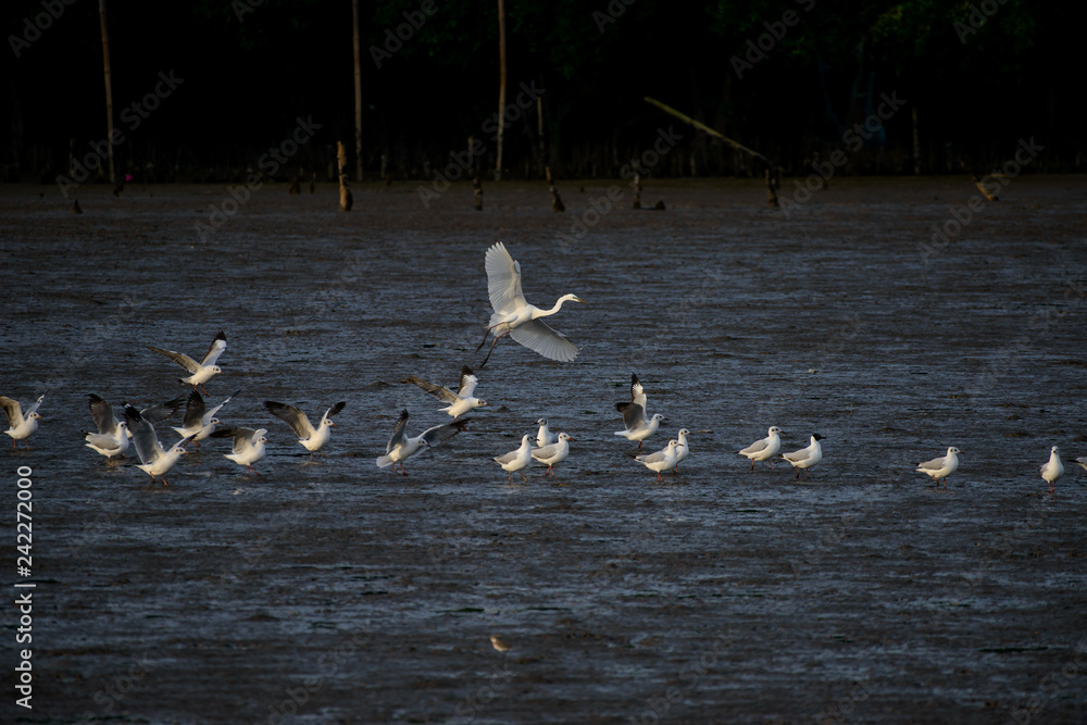 Obraz premium Seagulls at bangpu recreation center samut prakan thailand
