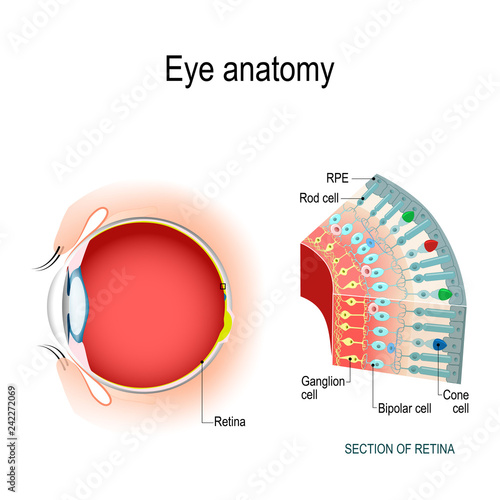 Eye anatomy. Rod cells and cone cells. photo
