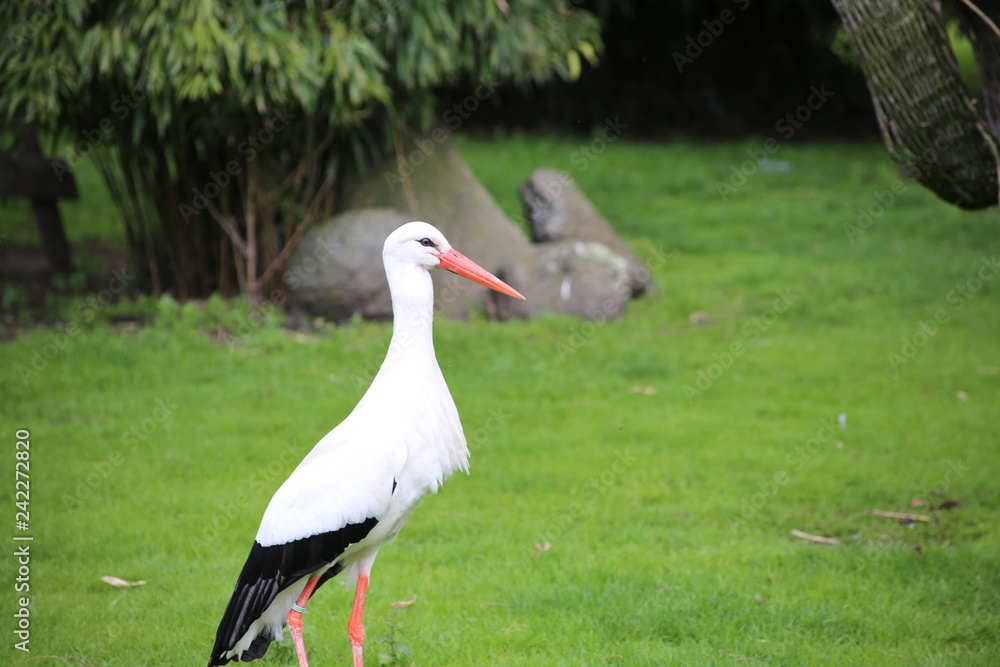 Naklejka premium stork in its natural habitat. White stork walking on a green meadow