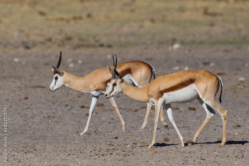 two springbok antelopes walking on sandy ground (antidorcas marsupialis) two springbok antelopes walking on sandy ground (antidorcas marsupialis)