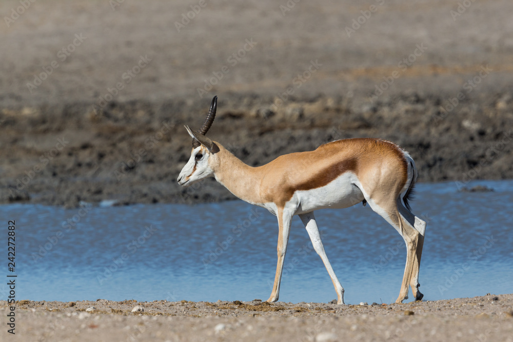 one male springbok (antidorcas marsupialis) standing on waterhole one male springbok (antidorcas marsupialis) standing on waterhole