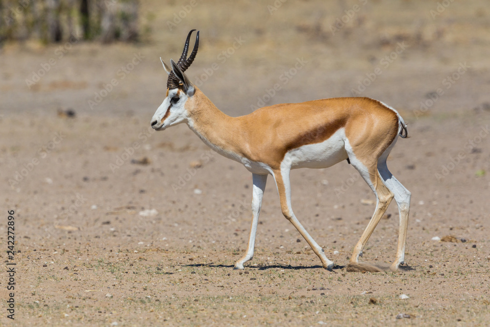 side view springbok antelope (antidorcas marsupialis) walking on sandy ground side view springbok antelope (antidorcas marsupialis) walking on sandy ground