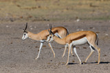 two springbok antelopes walking on sandy ground (antidorcas marsupialis)