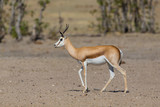 side view springbok antelope (antidorcas marsupialis) walking on sand in sunlight