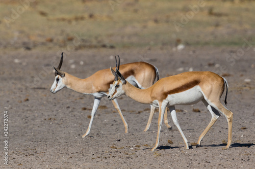 two springbok antelopes walking on sandy ground  antidorcas marsupialis 