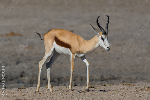 detailed side view on horned standing springbok  antidorcas marsupialis 